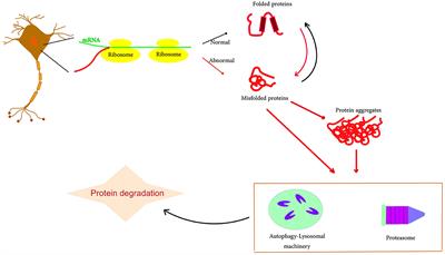 Proteostasis and neurodegeneration: a closer look at autophagy in Alzheimer's disease